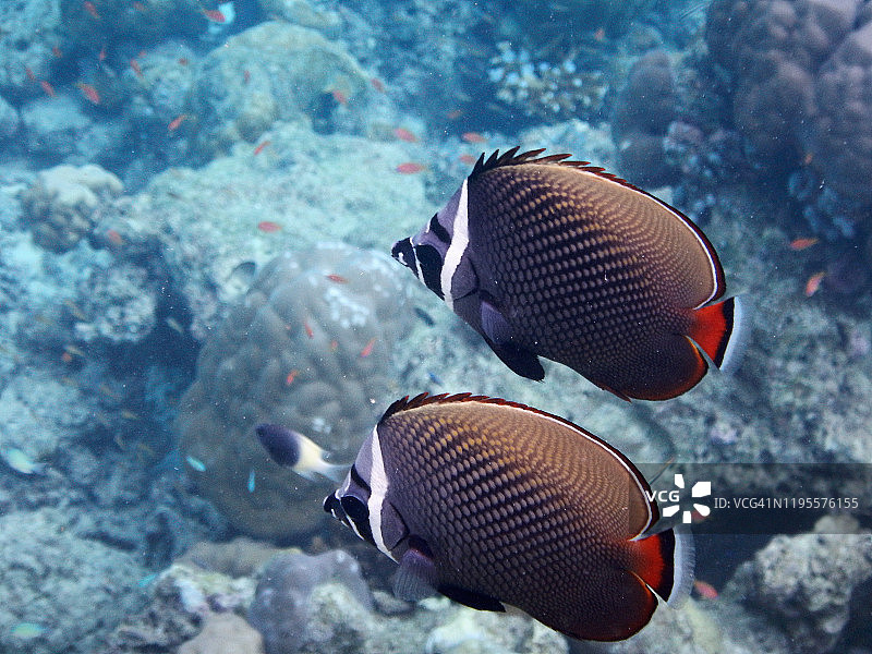 两条红尾蝴蝶鱼，菲哈后岛，马尔代夫图片素材