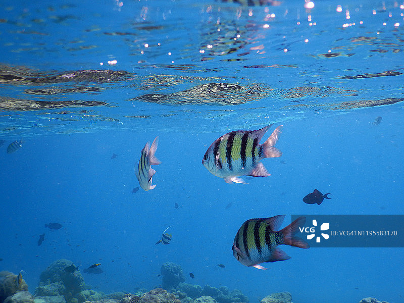 马尔代夫菲哈后岛六带刺盖鱼图片素材