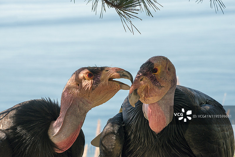 加利福尼亚大苏尔海岸线的秃鹰图片素材