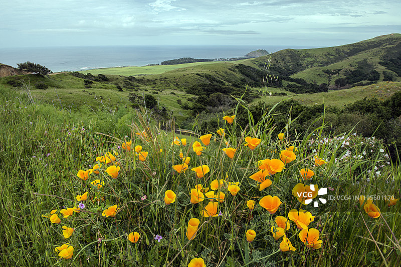 加利福尼亚州大瑟尔海岸的罂粟花图片素材