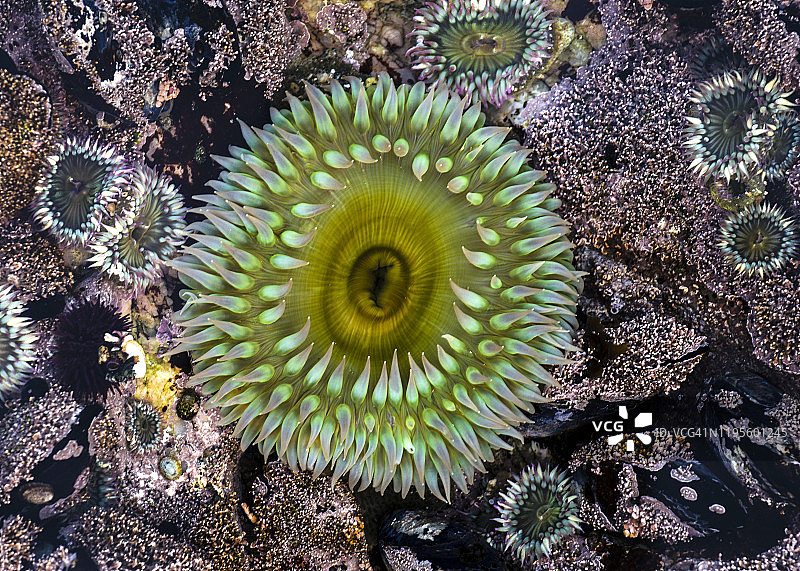 加利福尼亚大瑟尔海岸的银莲花图片素材