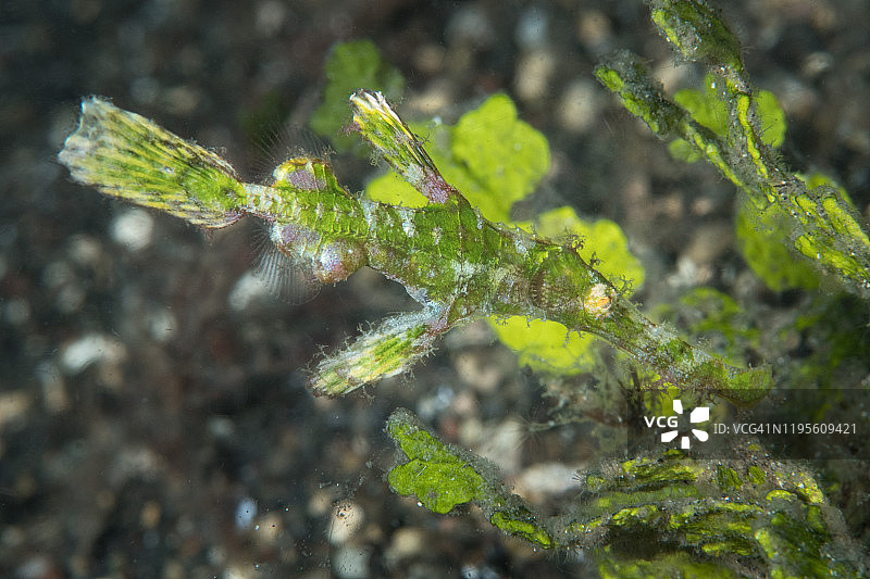 科莫多海域的管口鱼图片素材