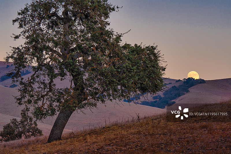 加利福尼亚中部蓝橡树上的满月图片素材