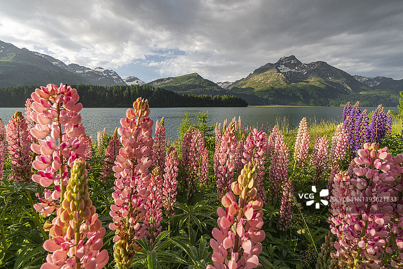 花朵与瑞士恩嘎丁锡尔斯湖的夏日风光图片素材