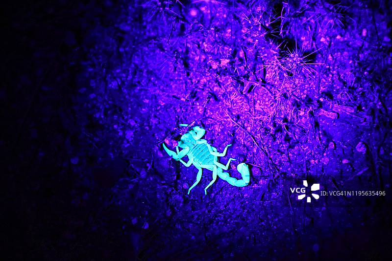 紫外线手电筒下的蝎子图片素材