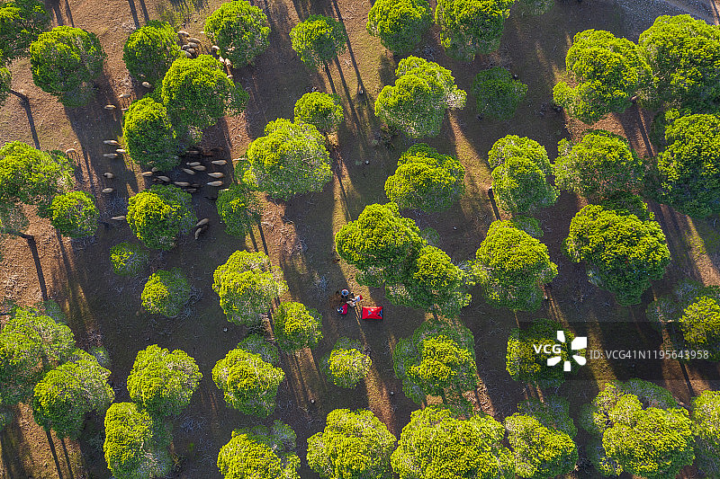 在森林里快乐露营的家庭航拍图片素材