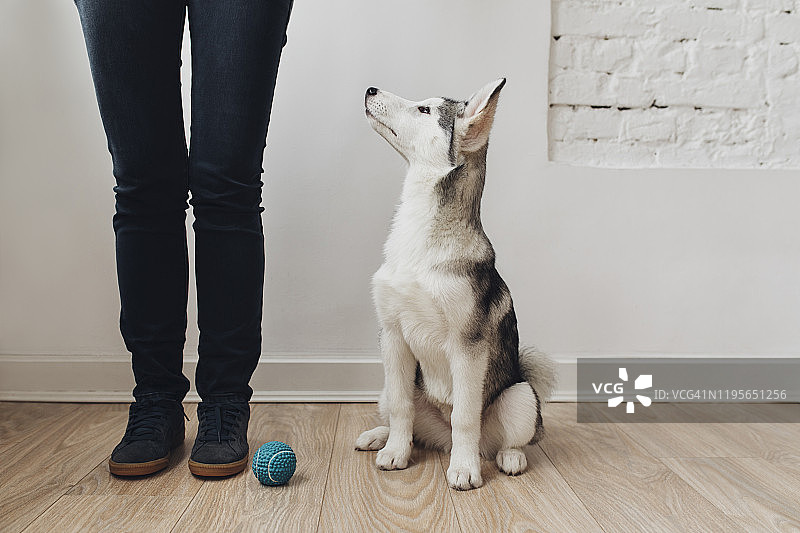 聪明的小狗看着主人图片素材