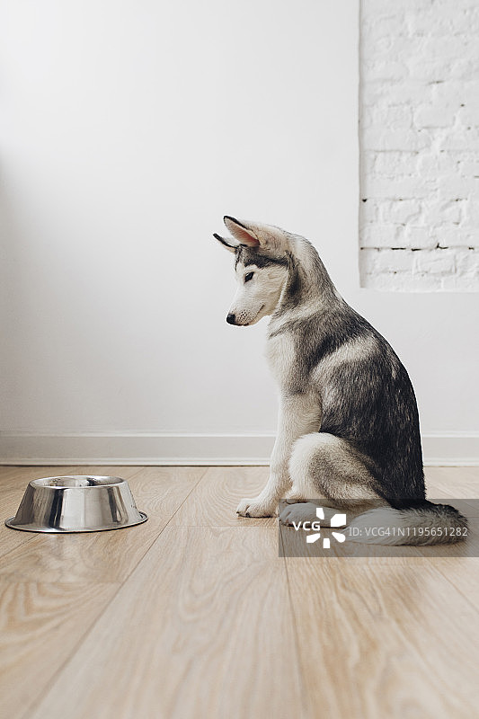 小狗看着碗图片素材