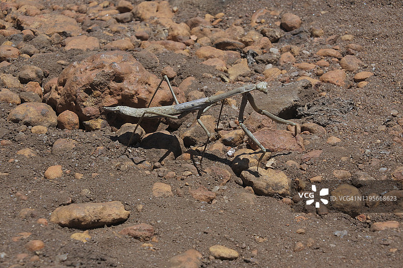 行走在石头上的大型螳螂图片素材