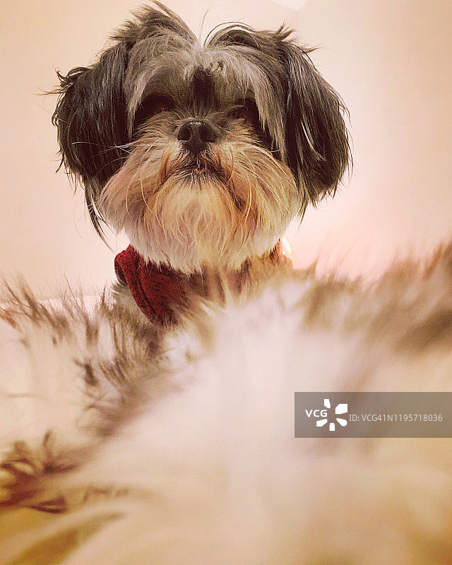 盖着仿毛皮毯子的狗图片素材