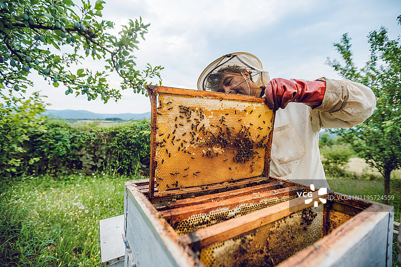 养蜂人采集蜂蜜图片素材
