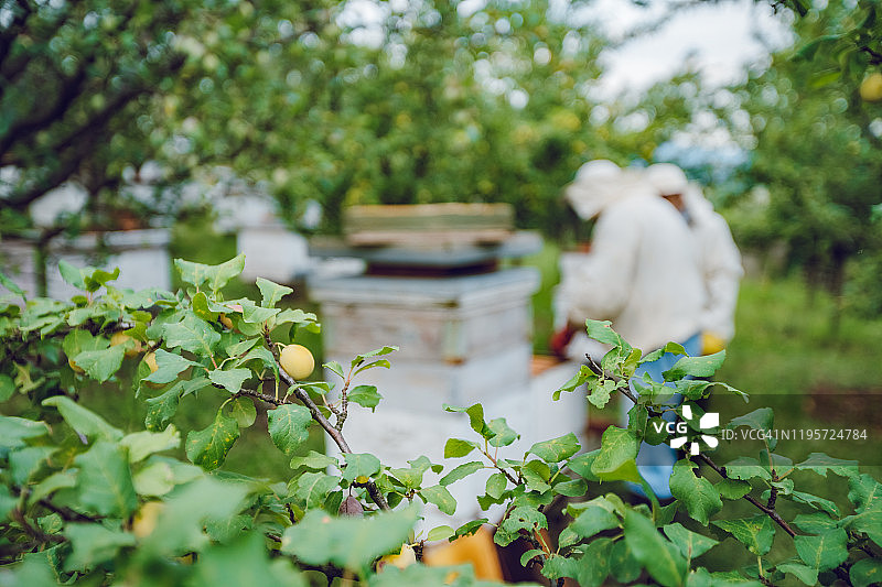 养蜂人采蜜图片素材