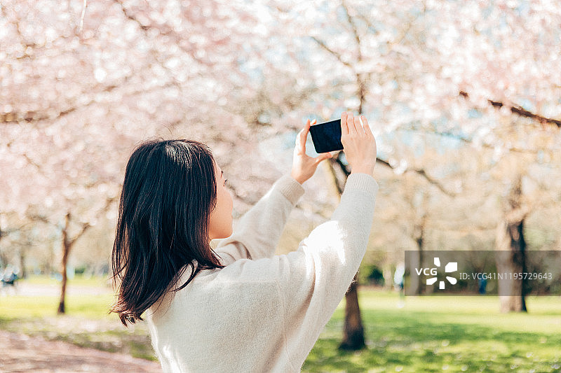 年轻女人在公园用智能手机拍摄美丽的樱花图片素材