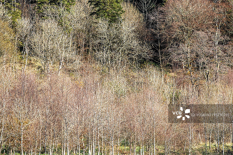 冬季 Galloway 森林中的混合落叶林图片素材