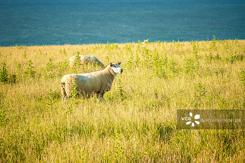 法国滨海布洛涅附近，在“拉芒什”海岸日落时分，绵羊在田野里吃草图片素材