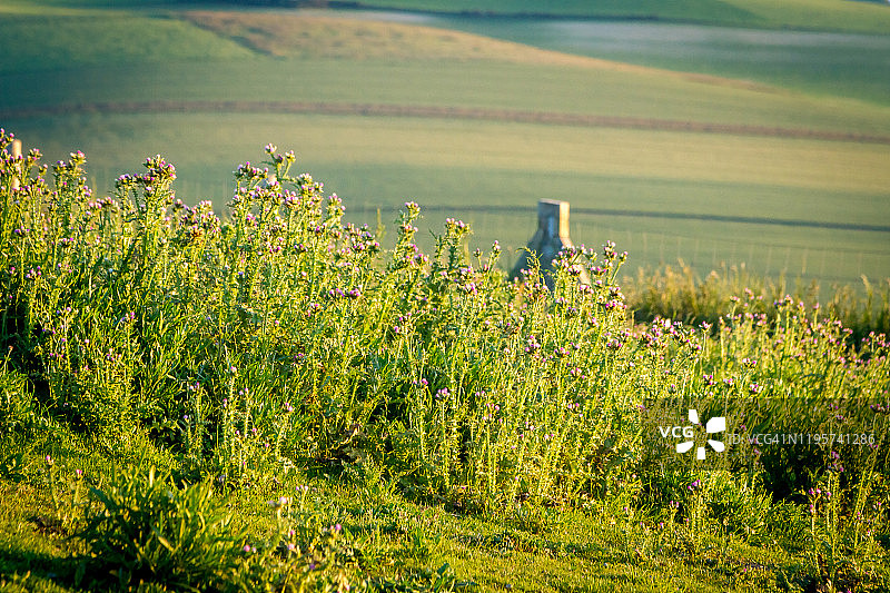 格雷角附近的田野中的方向标志图片素材