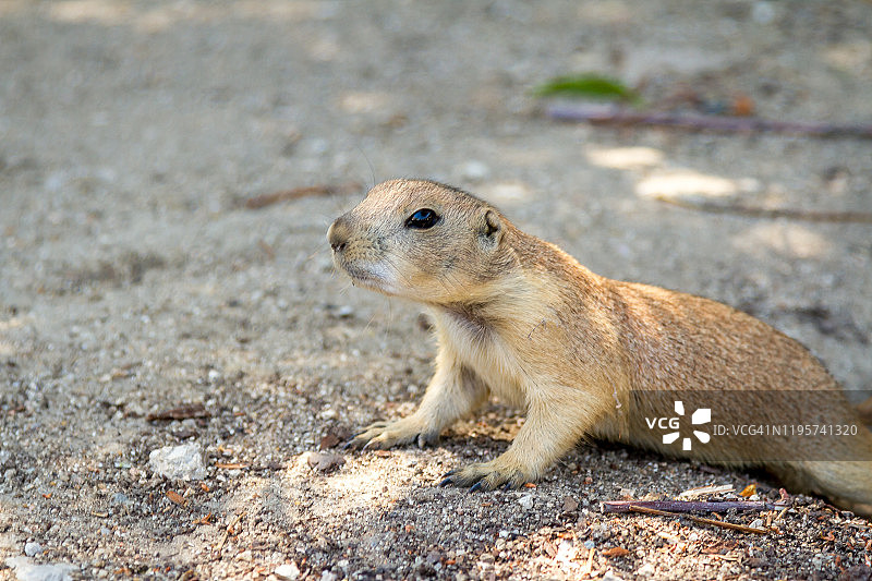 地鼠正在观望图片素材