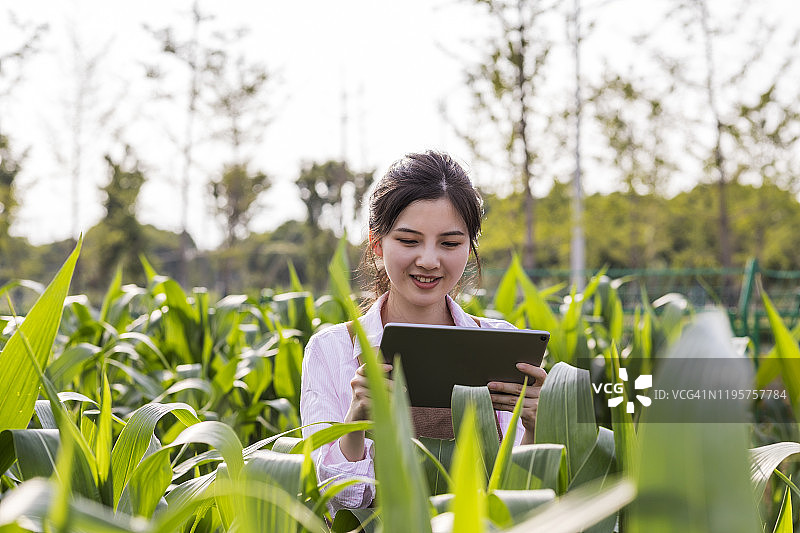 中国年轻农民在有机农场收获图片素材