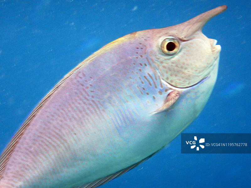 短吻鼻鱼，菲哈后岛，马尔代夫图片素材