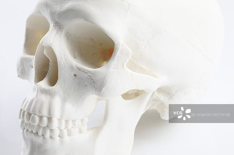 白色背景上的头骨图片素材