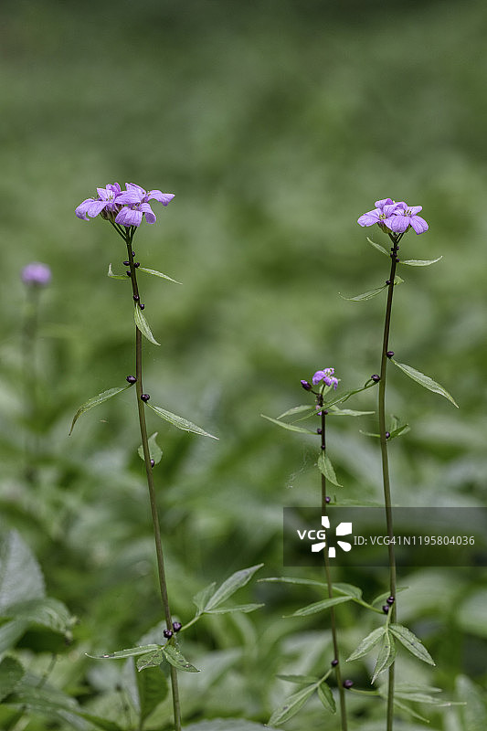 珊瑚根苦荠，赫特福德郡，英格兰图片素材
