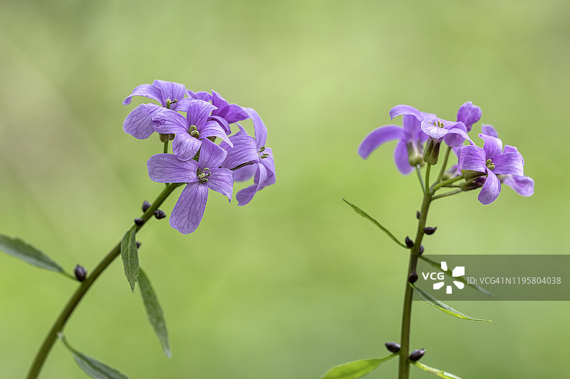 珊瑚根苦荠，赫特福德郡，英格兰图片素材