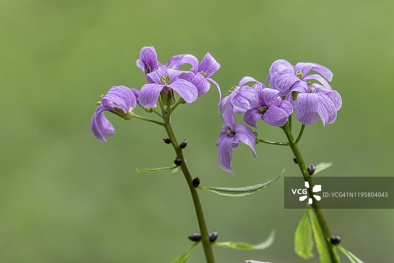 珊瑚根苦荠，赫特福德郡，英格兰图片素材