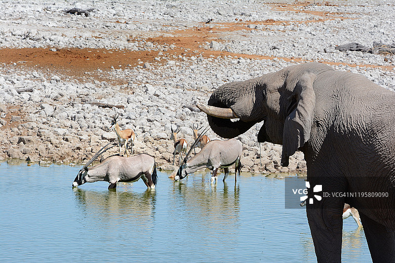 纳米比亚埃托沙国家公园：口渴的大象和羚羊在同一水坑喝水图片素材