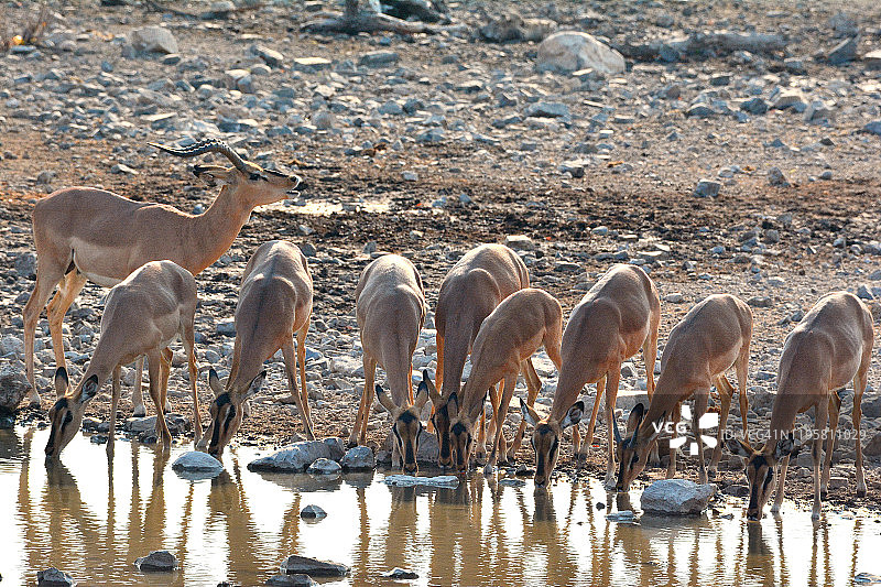 在纳米比亚埃托沙国家公园莫林加水坑饮水的罕见黑脸羚图片素材