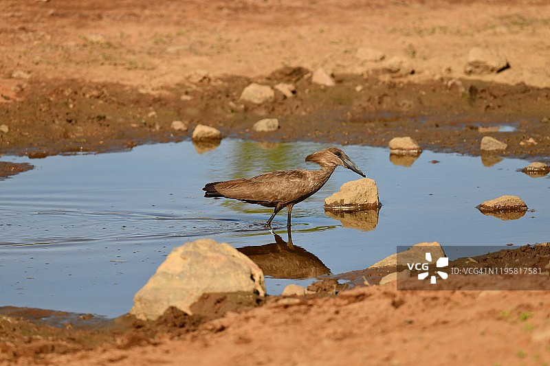 非洲池塘中捕猎的锤头鹳图片素材