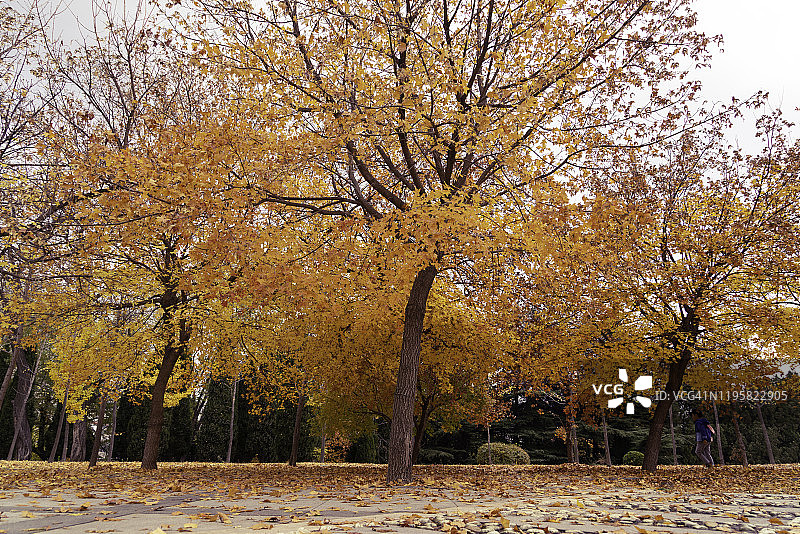 秋天的枫叶图片素材