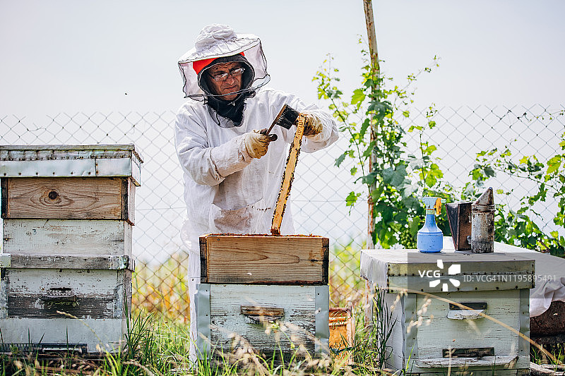 养蜂人从蜜蜂那里取蜜图片素材