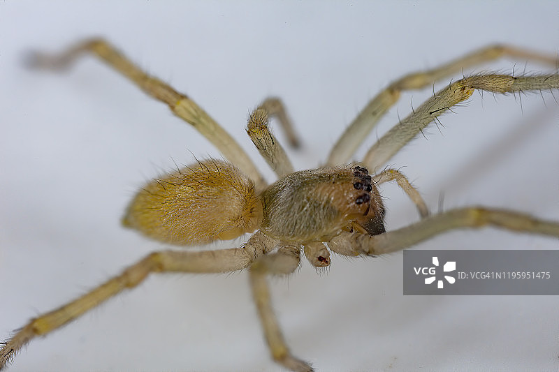 室内蜘蛛图片素材