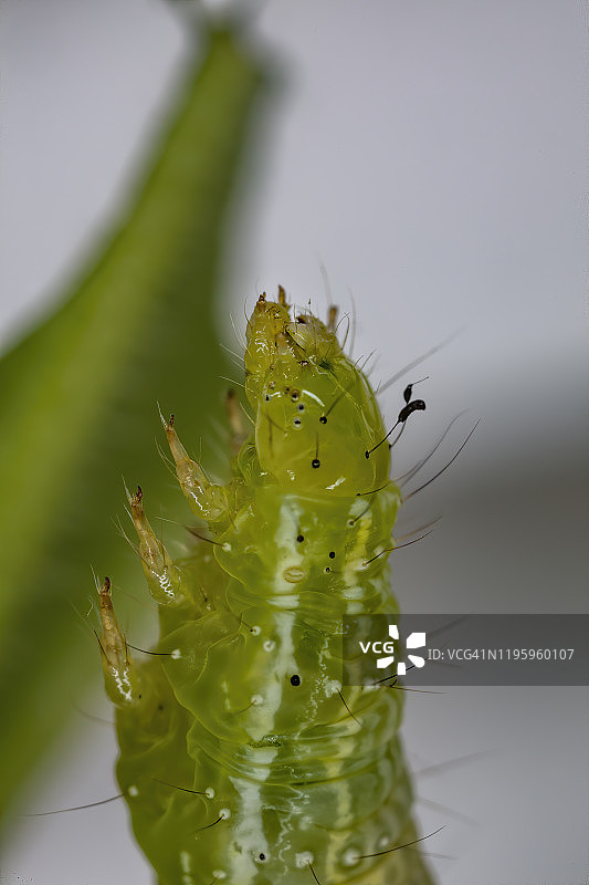 甘蓝尺蠖蛾的毛毛虫图片素材