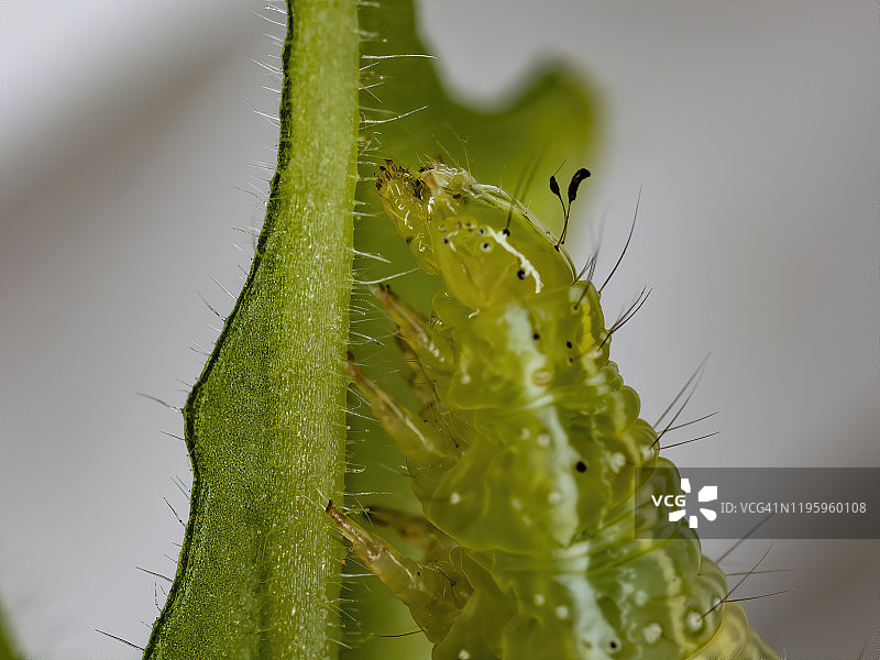 甘蓝尺蠖蛾的毛毛虫图片素材
