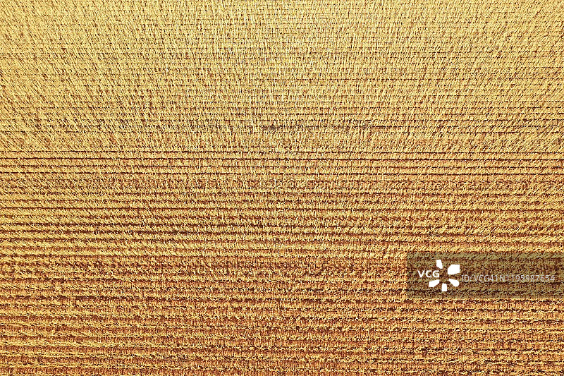 南澳大利亚州皮里港的休耕地图片素材