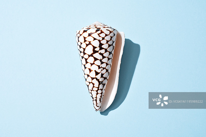 浅蓝色背景上的贝壳图片素材