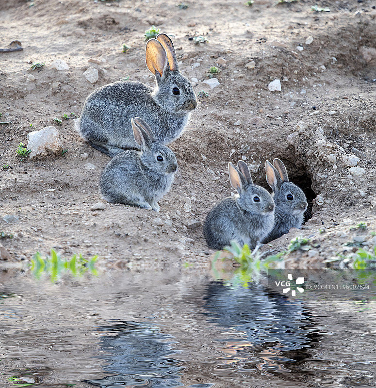 一群小兔子在洞穴附近吃东西和玩耍（物种：Oryctolagus cuniculus）图片素材