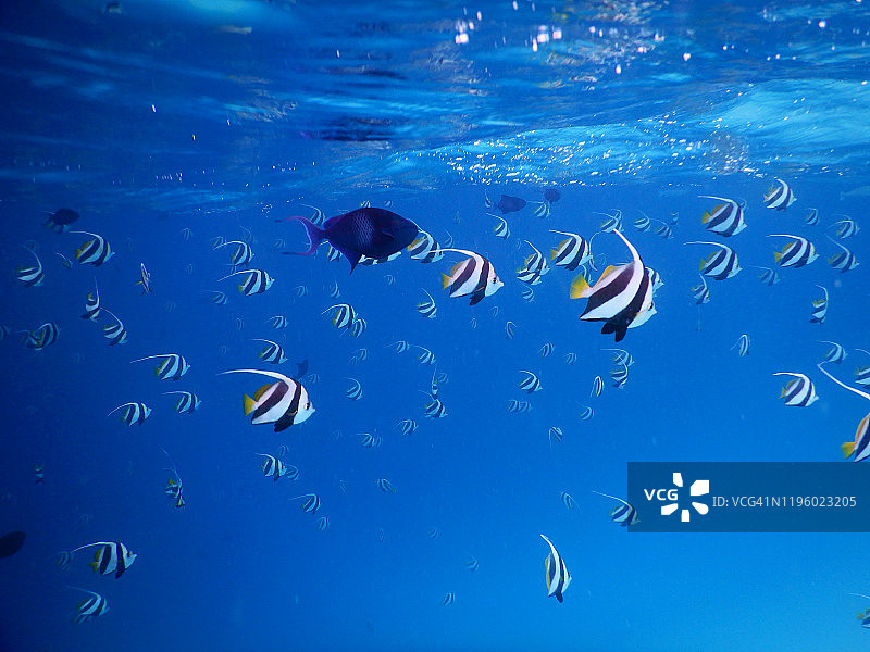 双带立旗鲷鱼群，菲哈后岛，马尔代夫图片素材