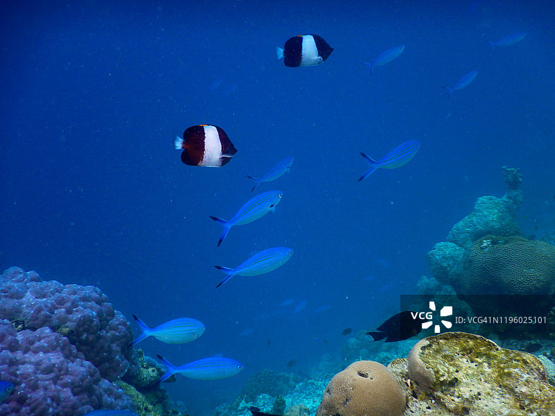 马尔代夫蓝 Fusilier 鱼群图片素材