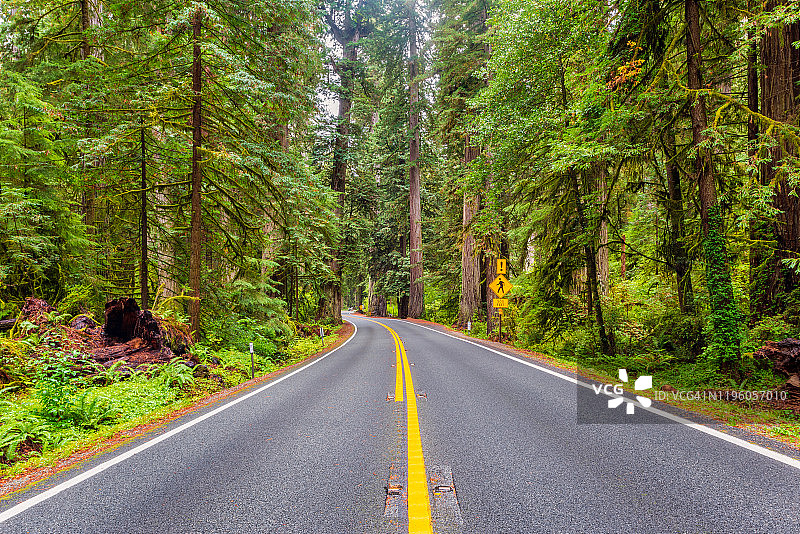 红杉国家公园红木公路，加利福尼亚州图片素材