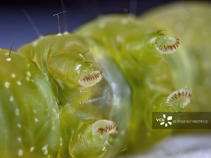 菜青虫蛾的毛毛虫腿图片素材