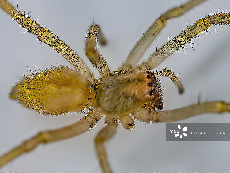 室内蜘蛛图片素材