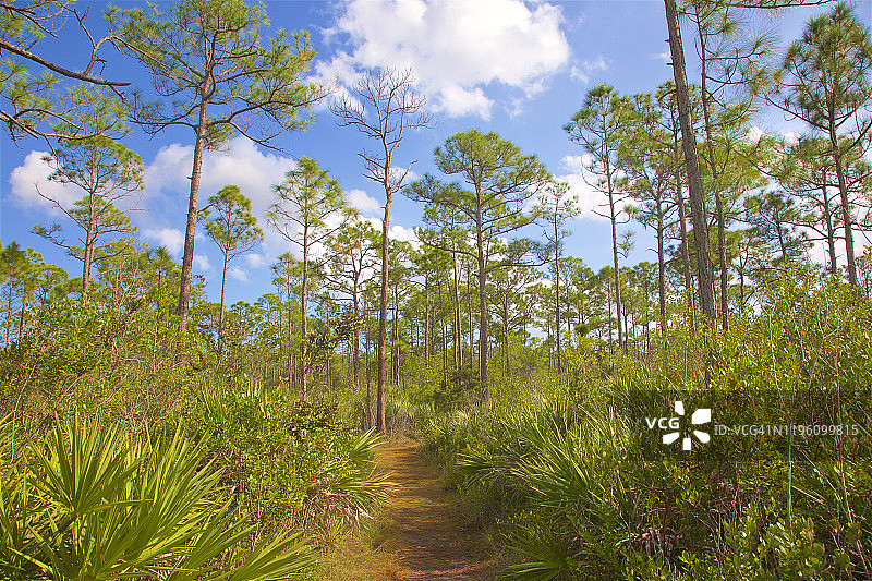 圣露西港小径沿线的松树平地图片素材