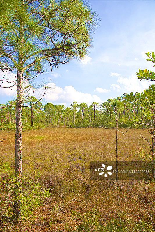 圣露西港奥克斯弓生态中心的金色草图片素材