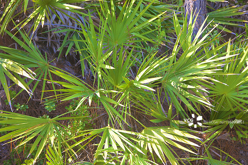 圣露西港小径旁的沙巴棕榈图片素材