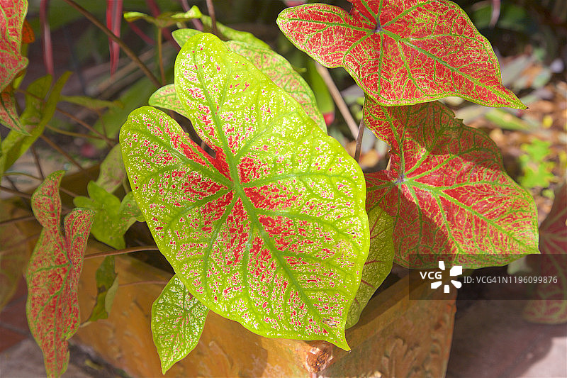 皮尔斯堡花叶芋上的阳光图片素材