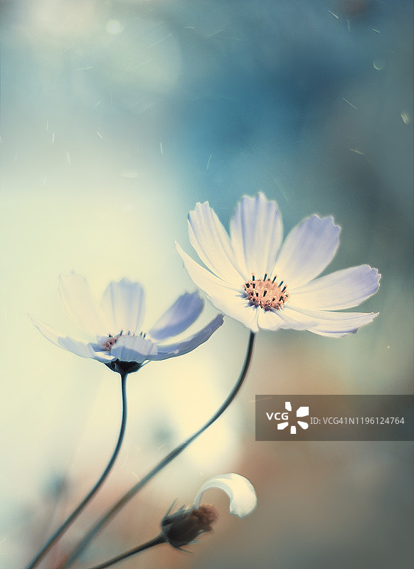 复古波斯菊模糊天空散景背景图片素材