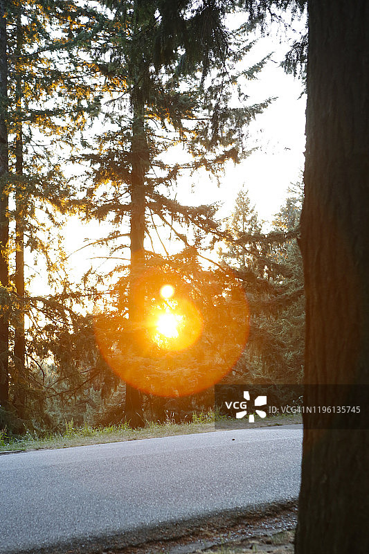 俄勒冈波特兰红杉林落日景观图片素材