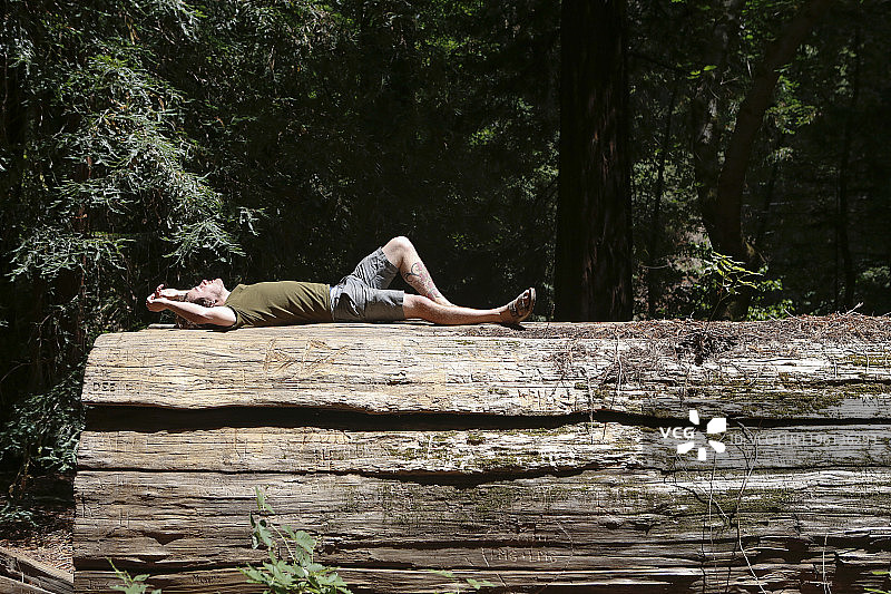 男子躺在森林里倒下的红杉树干上图片素材
